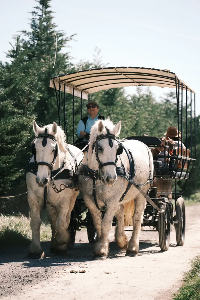 Attelage de deux chevaux blancs pour une balade lors d'une fête privée au CD Little Ranch à Maillane – Studio Argo photographe Provence